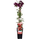 Waldrebe 'Niobe' (Clematis) – winterharte Kletterpflanze, Topf-Ø 15 cm, Höhe ca. 65 cm