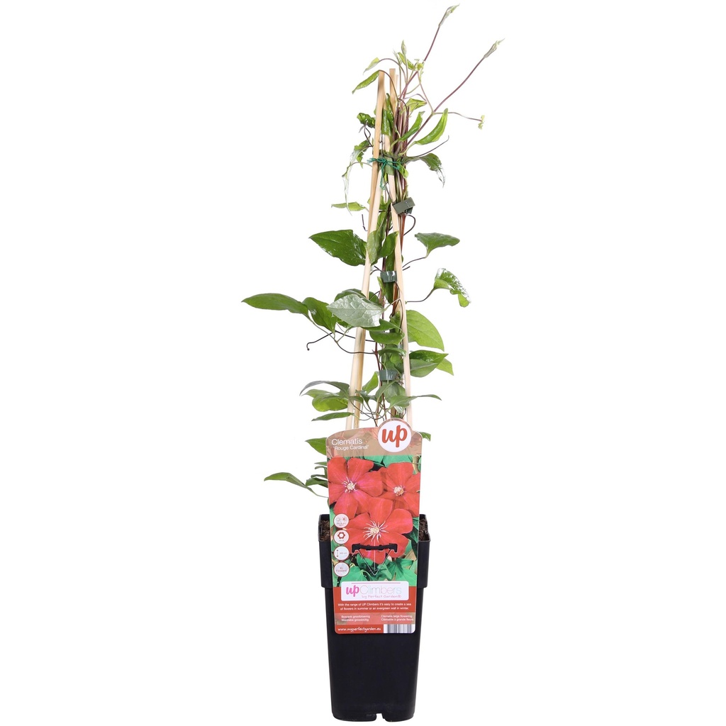 Waldrebe (Clematis 'Hagley) – winterharte Kletterpflanze, Topf-Ø 15 cm, Höhe ca. 65 cm