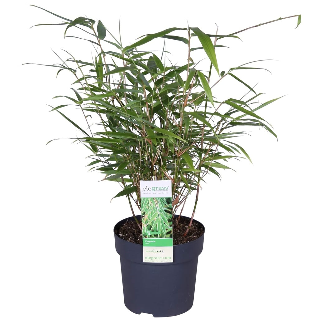 Schirmbambus (Fargesia rufa) – winterhartes Ziergras, Topf-Ø 29 cm, Höhe ca. 29 cm