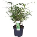 Schirmbambus (Fargesia rufa) – winterhartes Ziergras, Topf-Ø 29 cm, Höhe ca. 29 cm