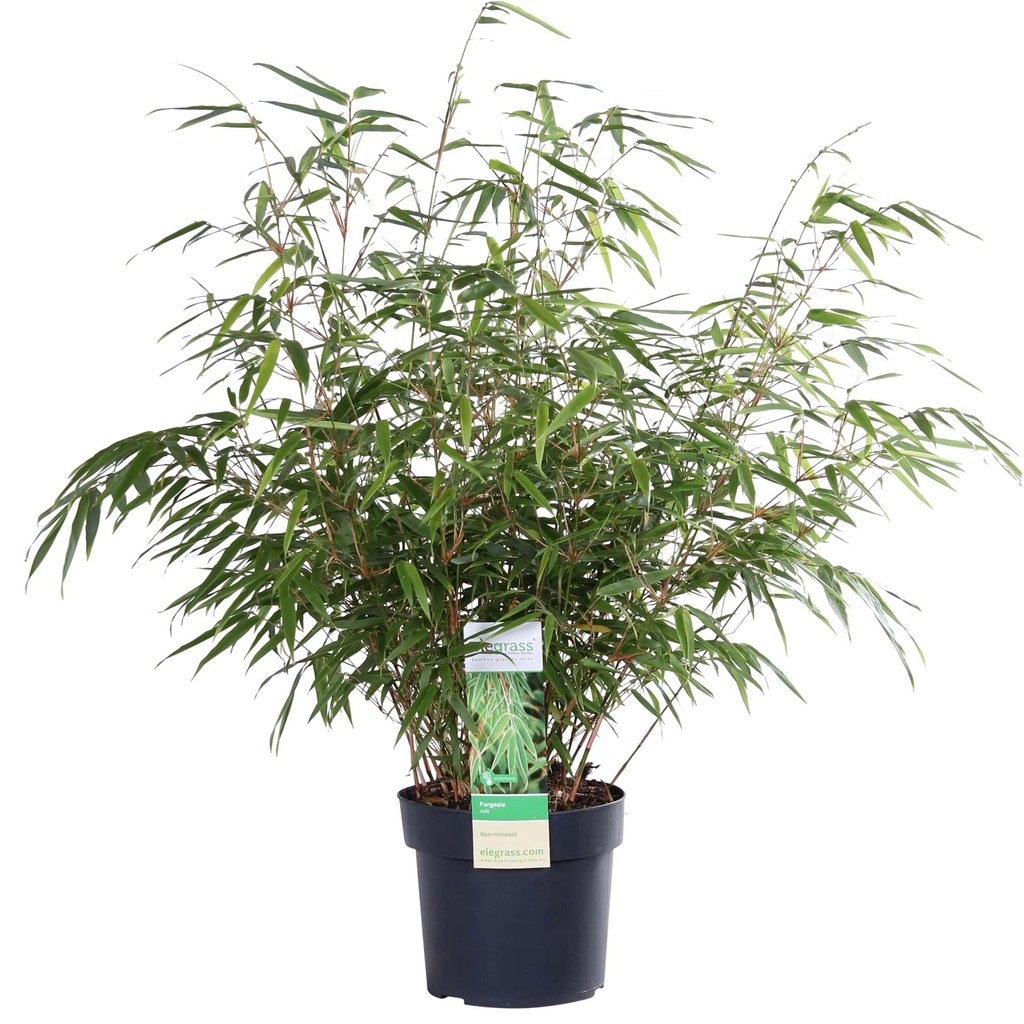 Fargesia rufa - Ø29cm - ↕80cm - Ø19 - ↨50-60cm