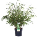 Schirmbambus (Fargesia rufa) – winterhartes Ziergras, Topf-Ø 29 cm, Höhe ca. 29 cm