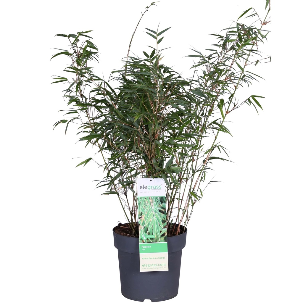 Fargesia rufa - Ø29cm - ↕80cm - Ø23 - ↨80cm