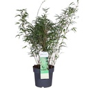 Schirmbambus (Fargesia rufa) – winterhartes Ziergras, Topf-Ø 29 cm, Höhe ca. 29 cm