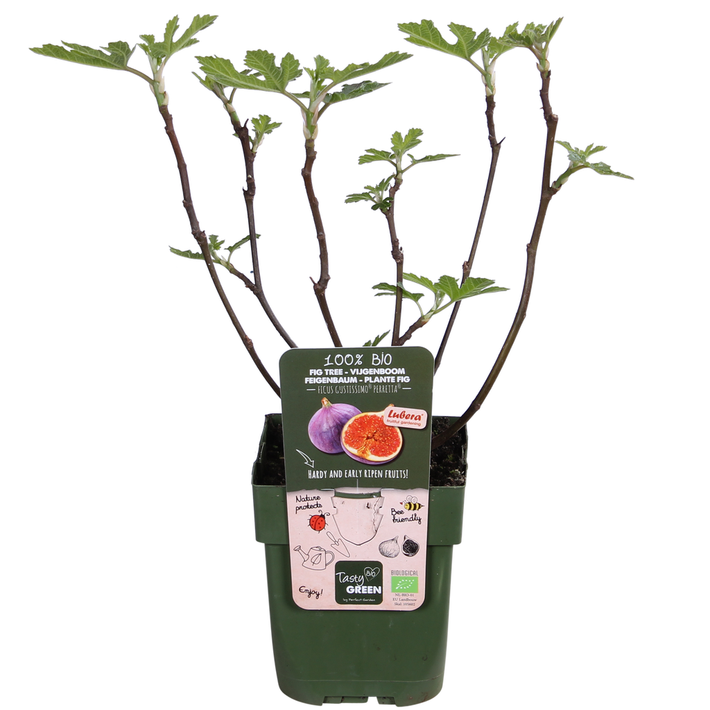Ficus Gustissimo Perretta - Ø13 - ↨30cm