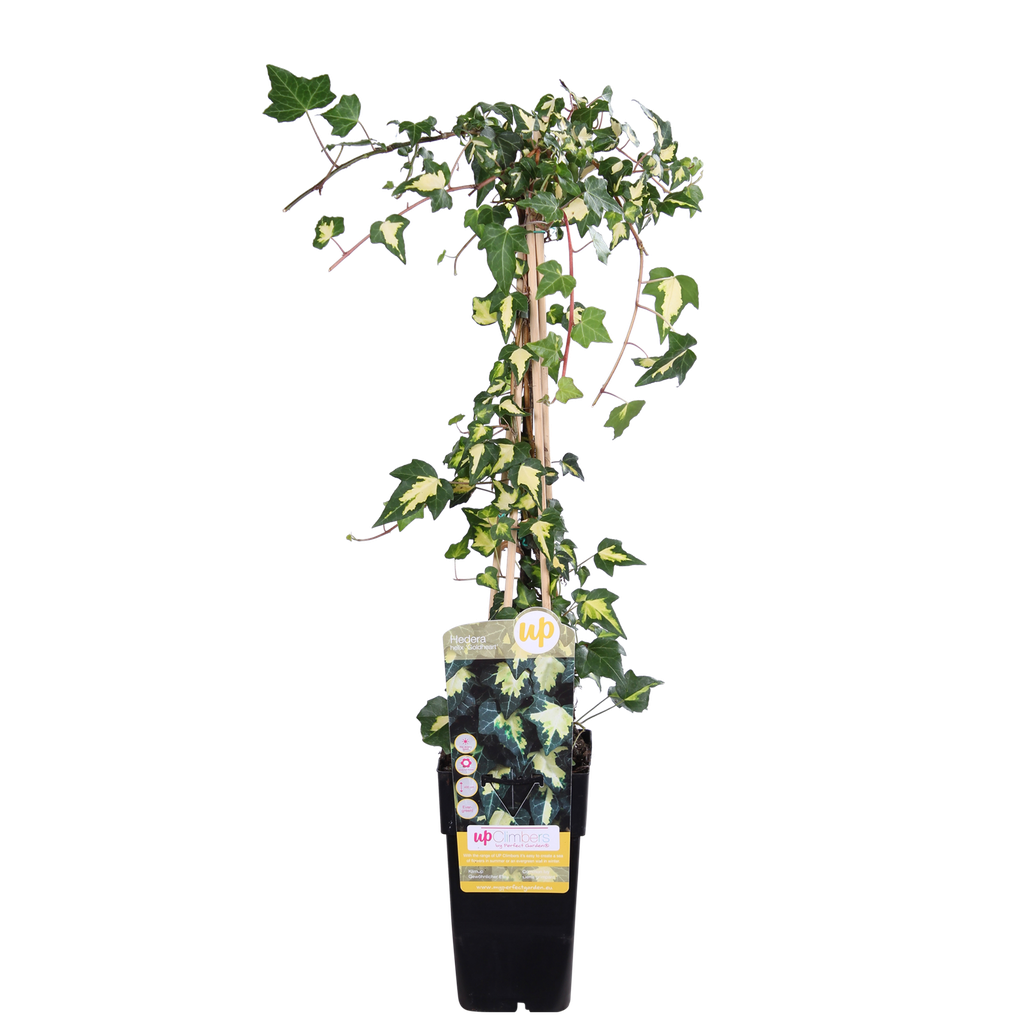 Efeu 'Dentata Variegata' - Ø15cm - ↕65cm