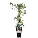 Efeu 'Dentata Variegata' (Efeu) – winterharte Kletterpflanze, Topf-Ø 15 cm, Höhe ca. 65 cm