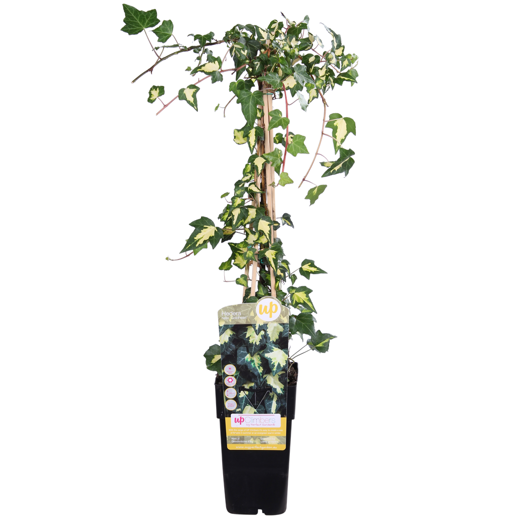 Efeu 'Gold Heart' (Hedera helix) – winterharte Kletterpflanze, Topf-Ø 15 cm, Höhe ca. 65 cm