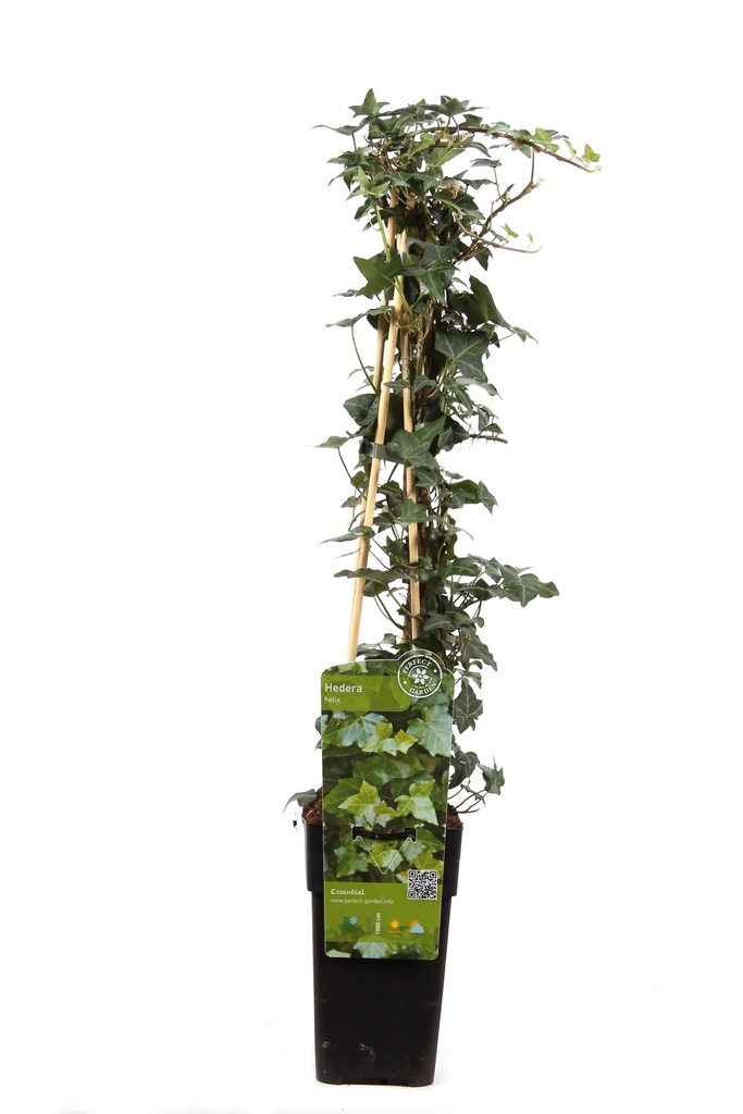Gewöhnlicher Efeu (Hedera helix) – winterharte Kletterpflanze, Topf-Ø 15 cm, Höhe ca. 65 cm