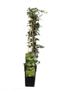 Gewöhnlicher Efeu (Hedera helix) – winterharte Kletterpflanze, Topf-Ø 15 cm, Höhe ca. 65 cm