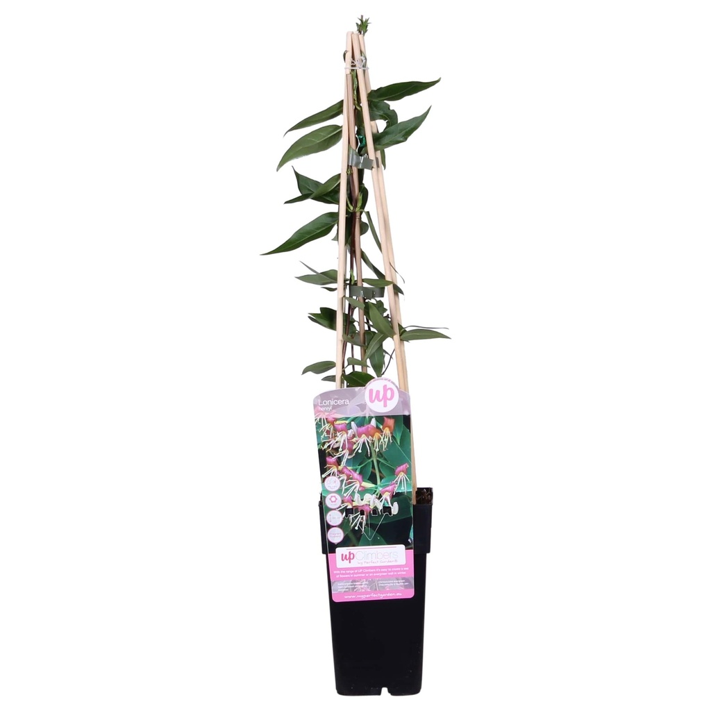 Immergrünes Geißblatt (Lonicera henryi) – winterharte Kletterpflanze, Topf-Ø 15 cm, Höhe ca. 65 cm