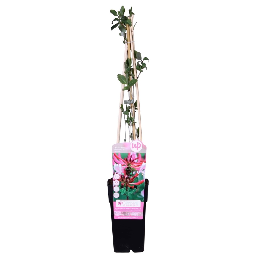 Waldgeißblatt 'Serotina' (Lonicera periclymenum) – winterharte Kletterpflanze, Topf-Ø 15 cm, Höhe ca. 65 cm
