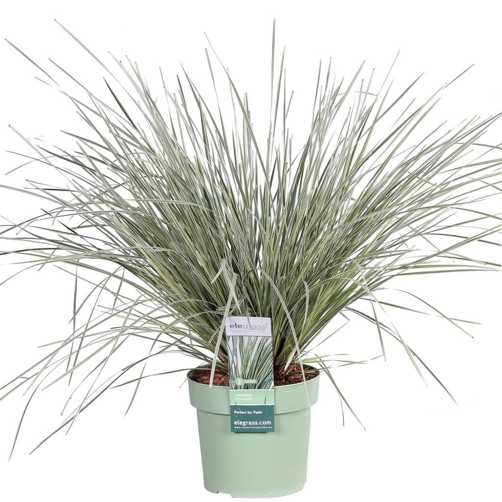 Australische Graslilie 'White Sands' (Lomandra longifolia) – winterhartes Ziergras, Topf-Ø 19 cm, Höhe ca. 19 cm