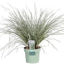 Australische Graslilie 'White Sands' (Lomandra longifolia) – winterhartes Ziergras, Topf-Ø 19 cm, Höhe ca. 19 cm