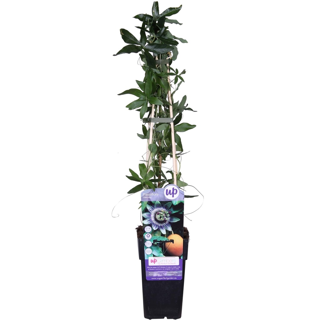 Passiflora Blau caerulea - Ø15cm - ↕65cm