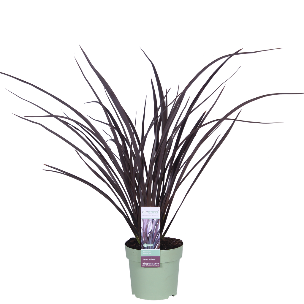 Phormium 'Rubra Nana' - Ø14cm - ↕50cm
