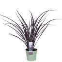 Phormium 'Rubra Nana' - Ø14cm - ↕50cm