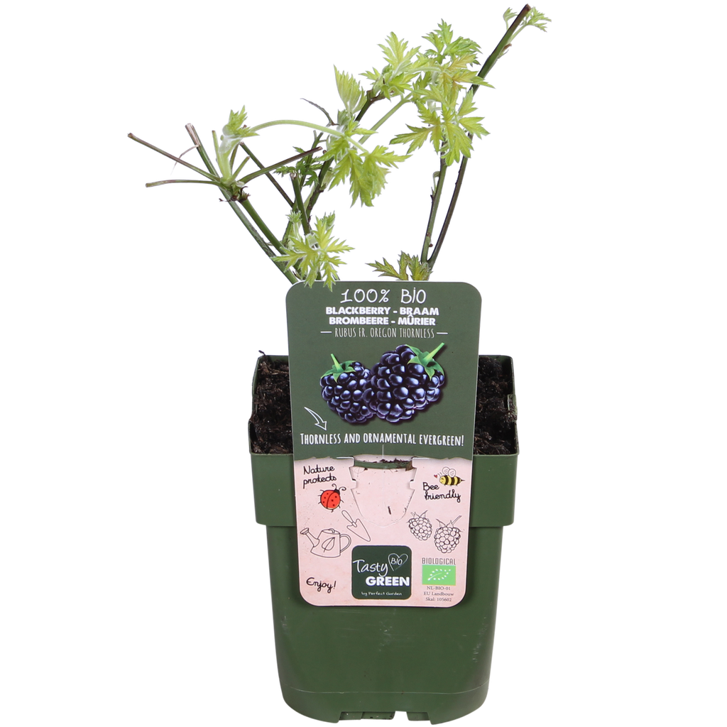 Rubus fruticosus 'Thornless Evergreen' - Dornenlose Brombeere - Ø13cm - ↕45cm