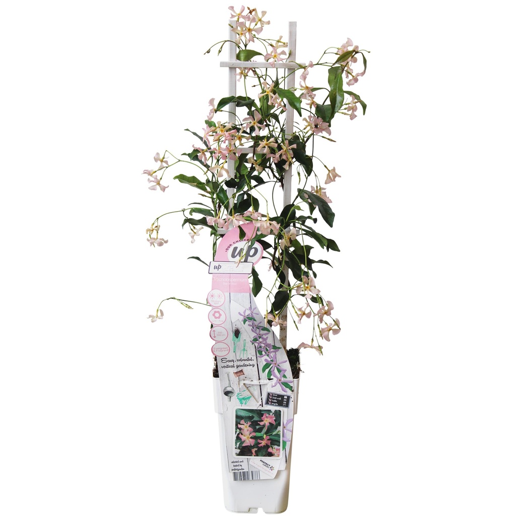 Sternjasmin 'Star of Ibiza' (Trachelospermum jasminoides) – winterharte Kletterpflanze, Topf-Ø 15 cm, Höhe ca. 65 cm