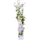 Sternjasmin 'Star of Toscana' (Trachelospermum jasminoides) – winterharte Kletterpflanze, Topf-Ø 15 cm, Höhe ca. 65 cm