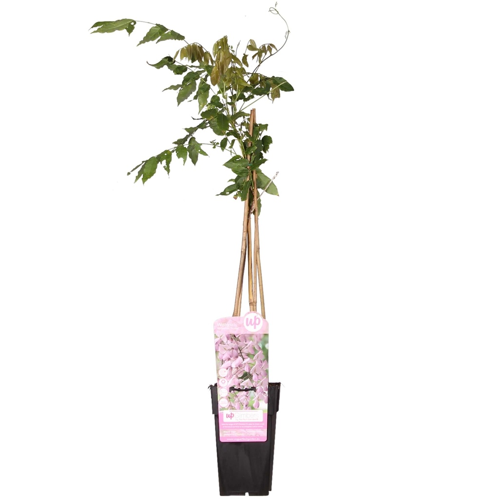 Japanischer Blauregen 'Rosea' (Wisteria floribunda) – winterharte Kletterpflanze, Topf-Ø 15 cm, Höhe ca. 65 cm
