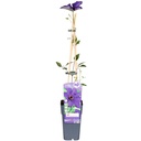 Waldrebe (Clematis Hybride) – winterharte Kletterpflanze, Topf-Ø 15 cm, Höhe ca. 65 cm