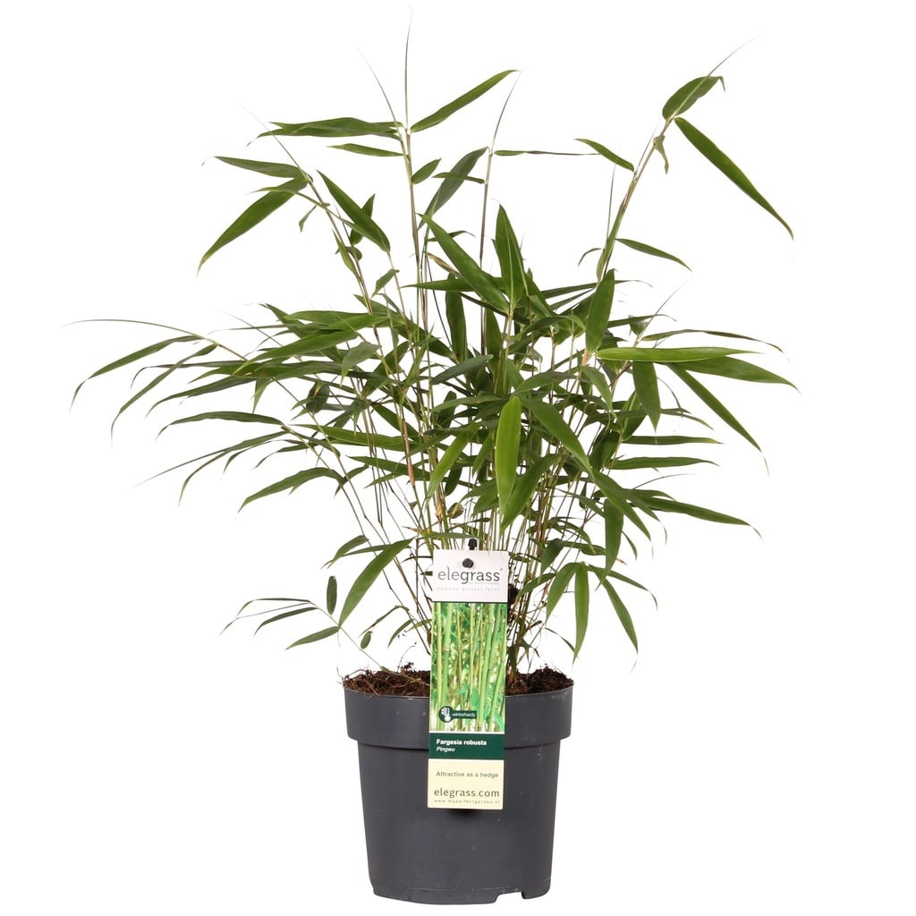Robuster Schirmbambus 'Pingwu' (Fargesia robusta) – winterharter Sichtschutz-Bambus, Topf-Ø 14 cm, Höhe ca. 14 cm