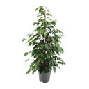 Birkenfeige (Ficus benjamina) – pflegeleichte Zimmerpflanze, Topf-Ø 21 cm, Höhe ca. 95 cm