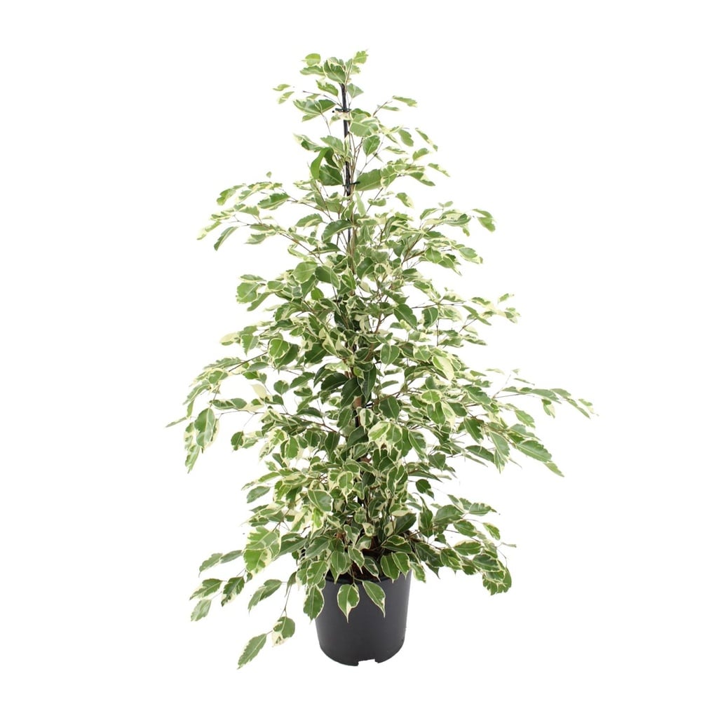 Birkenfeige (Ficus benjamina) – pflegeleichte Zimmerpflanze, Topf-Ø 21 cm, Höhe ca. 95 cm