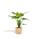 Alocasia Cucullata - Topf-Ø 19 cm - Höhe ca. 65 cm + Korb Selin
