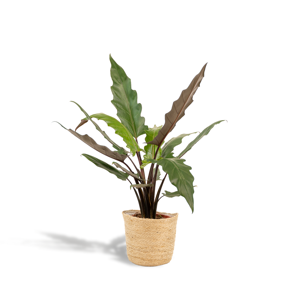 Alocasia Lauterbachiana - Ø19cm - ↕80cm + Korb Selin 
