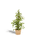 Ficus benjamina Goldenking - Topf-Ø 21 cm - Höhe ca. 95 cm + Korb Selin