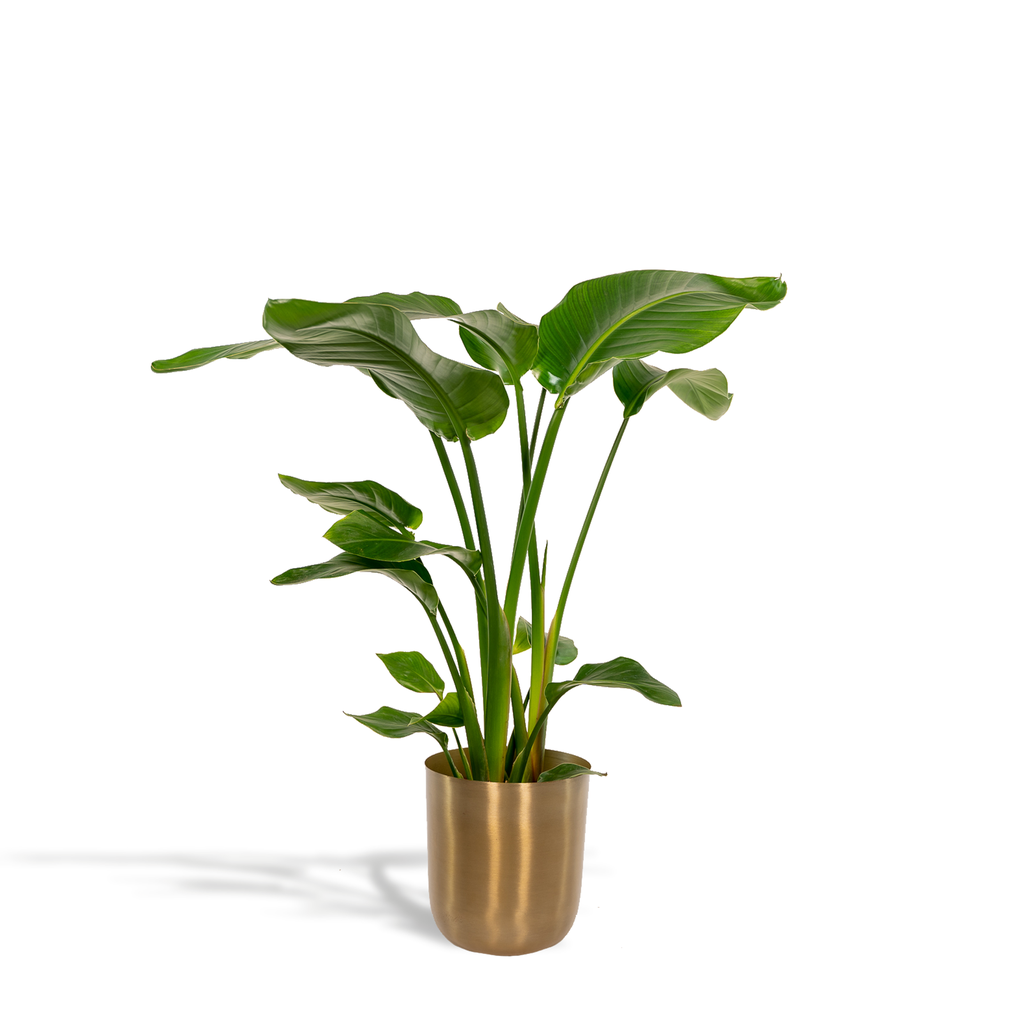 Strelitzia Nicolai - Topf-Ø 19 cm - Höhe ca. 90 cm + Topf Mayk Gold