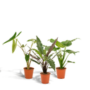 Alocasia Zebrina - Topf-Ø 19 cm - Höhe ca. 75 cm + Alocasia Cucullata - Topf-Ø 19 cm - Höhe ca. 60 cm + Alocasia Lauterbachiana - Topf-Ø 19 cm - Höhe ca. 75 cm