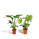 Strelitzia Nicolai - Topf-Ø 19 cm - Höhe ca. 85 cm + Monstera Deliciosa - Topf-Ø 21 cm - Höhe ca. 75 cm