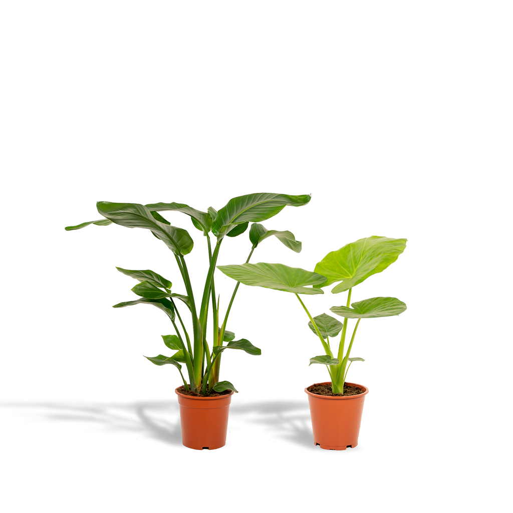 Strelitzia Nicolai - Topf-Ø 19 cm - Höhe ca. 85 cm + Alocasia Macrorrhiza - Topf-Ø 19 cm - Höhe ca. 70 cm