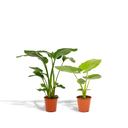 Strelitzia Nicolai - Topf-Ø 19 cm - Höhe ca. 85 cm + Alocasia Macrorrhiza - Topf-Ø 19 cm - Höhe ca. 70 cm