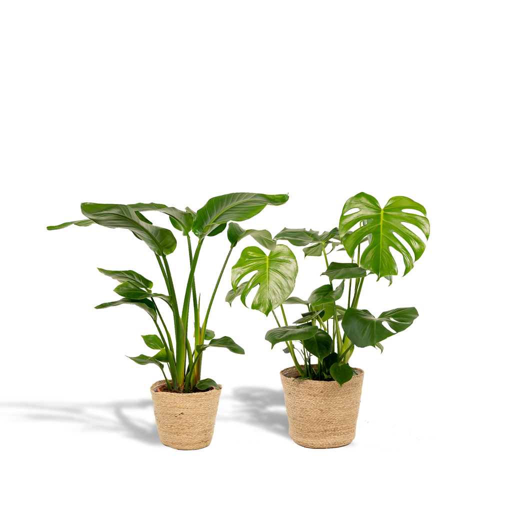 Strelitzia Nicolai - Topf-Ø 19 cm - Höhe ca. 85 cm + Monstera Deliciosa - Topf-Ø 21 cm - Höhe ca. 75 cm + Korb Selin