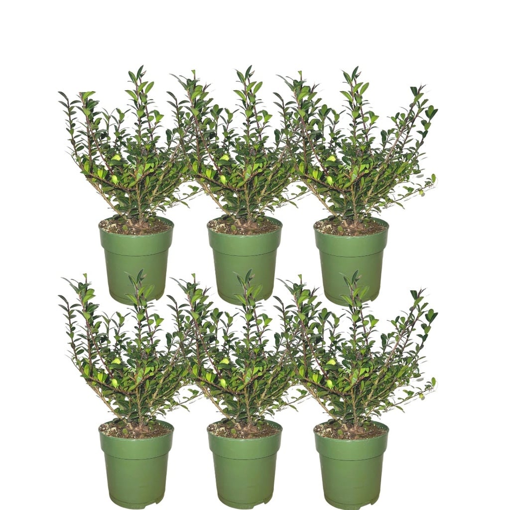 Japanische Stechpalme 'Jenny' (Ilex crenata) – winterhartes immergrünes Gehölz