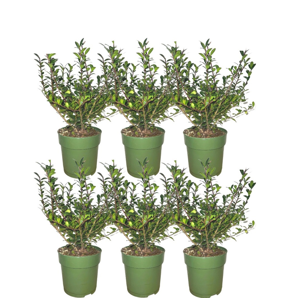 Plants by Frank - 1 Meter Stechpalmen Hecke - Ilex crenata 'Jenny'® - Pflanzenset mit 6 winterharten Heckenpflanzen - Immergrüne Hecke - Direkt von der Gärtnerei geliefert