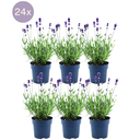 Echter Lavendel (Lavandula angustifolia) – winterharte Duft- und Insektenpflanze, Höhe ca. 12 cm