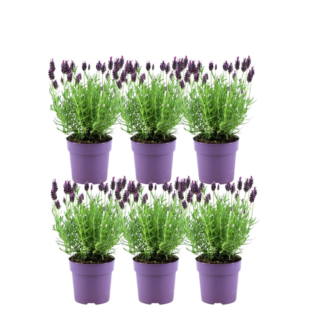 Plants by Frank - Lavandula stoechas Anouk® - 12 cm Topf - Set mit 6 französischen Lavendelpflanzen