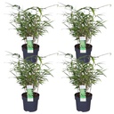 4x - Fargesia rufa - ↨40cm - Ø14