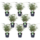Schirmbambus (Fargesia rufa) – winterhartes Ziergras, Höhe ca. 40 cm