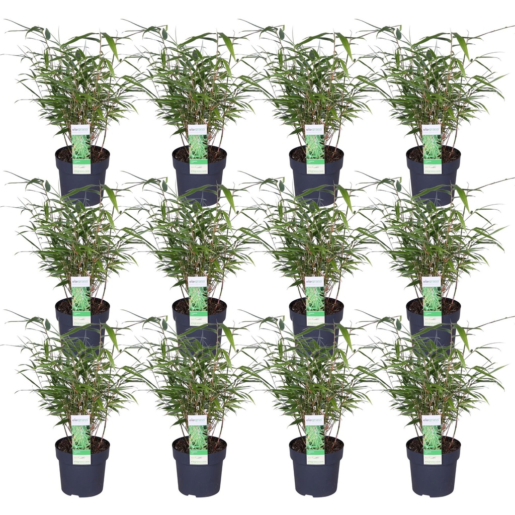 12x - Fargesia rufa - ↨40cm - Ø14