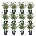 12x - Fargesia rufa - ↨40cm - Ø14