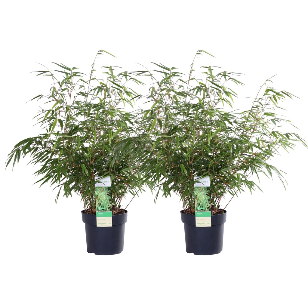 2x - Fargesia rufa - ↨60cm - Ø19
