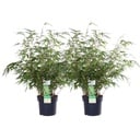 Roter Bambus 2er-Set (Fargesia rufa) – winterharter Gartenbambus, Topf-Ø 19 cm, Höhe ca. 60 cm