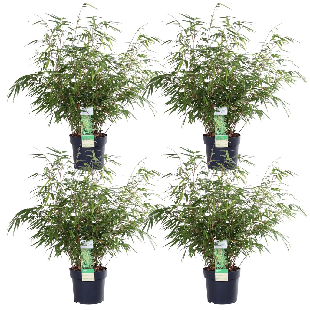 4x - Fargesia rufa - ↨60cm - Ø19
