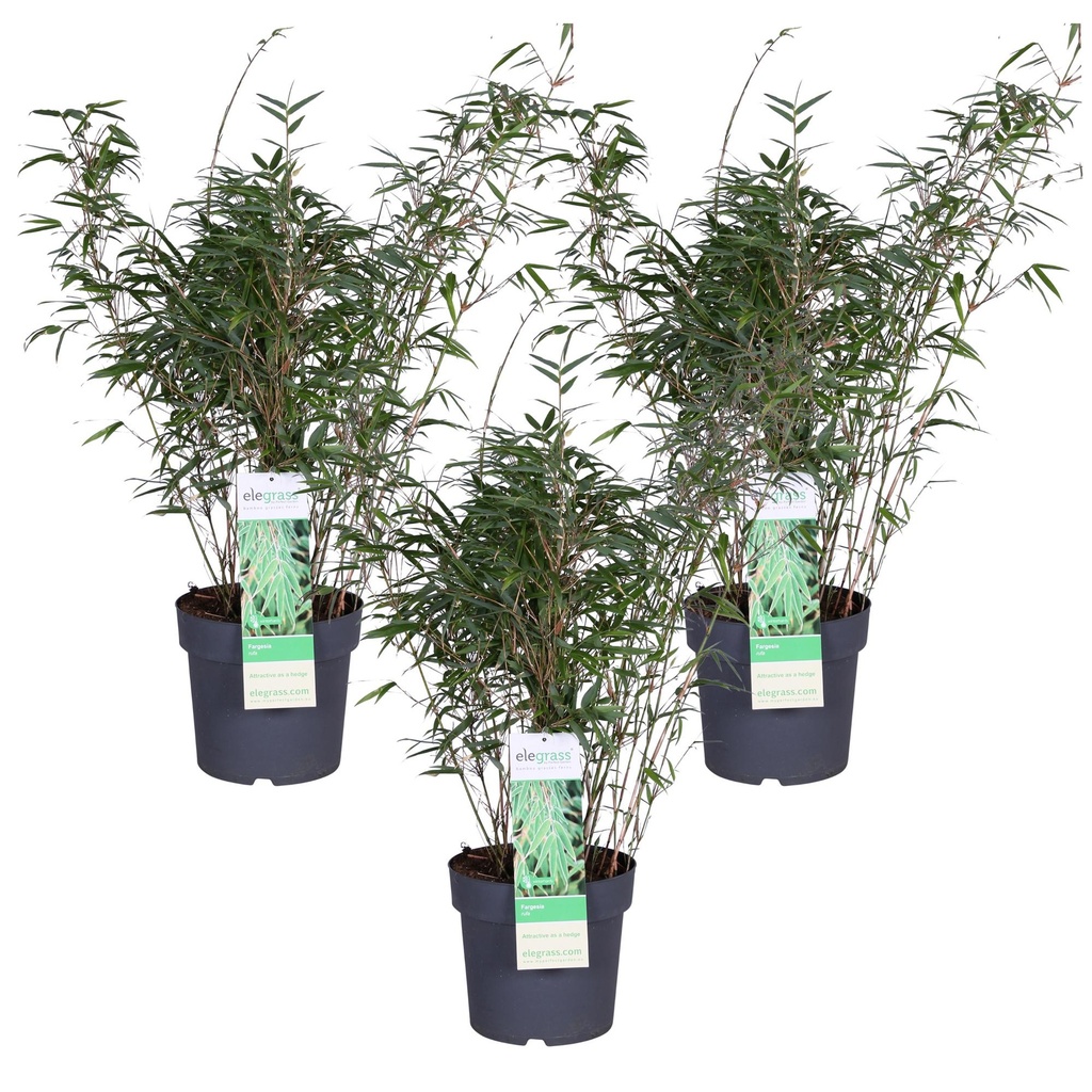 Schirmbambus (Fargesia rufa) – winterhartes Ziergras, Höhe ca. 80 cm